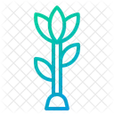 Flower  Icon