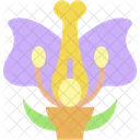 Flower Brassica Biology Icon