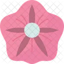Flower Morning Glory Icon