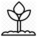 Flower  Icon