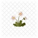 White Dryad Flower Nature Icon