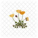 Poppy Arctic Polar Icon