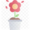 Flower  Icon