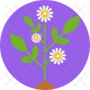 Flower Plant Date Flower Icon