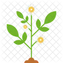 Flower Plant Date Flower Icon