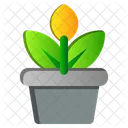 Pot Flower Spring Icon