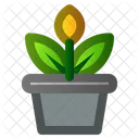 Pot Flower Spring Icon