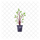 Plant Pot Ficus Icon