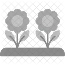 Flowers Daisies Floral Icon