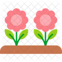 Flowers Daisies Floral Icon