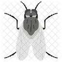 Fly House Fly Insect Icon