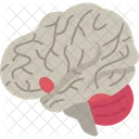 Fmri Brain Activity Icon