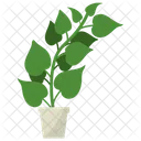 Fo-ti Root Plant  Icon