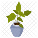 Foliage Houseplant  Icon