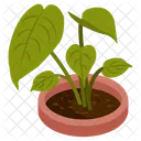 Foliage Houseplant  Icon