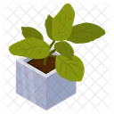 Foliage Plant Icon