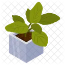 Foliage Plant  Icon