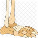 Foot Skeleton Human Icon