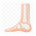 Foot bone  Icon