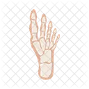 Foot bones  Icon