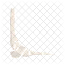 Foot bones  Icon