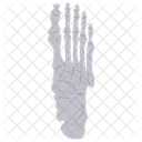 Foot Bones Bones Metatarsals Icon