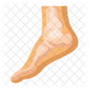 Foot Anatomy Foot Anatomy Icon