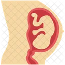 Fotus Baby Fotus Ungeborenes Baby Symbol