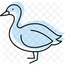 Fou Oiseau Mer Icône
