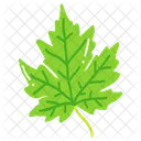 Leaf Ash Leaf Beech Leaf Icon