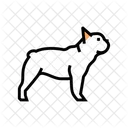 French Dog French Bulldog Icon