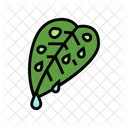 Fresh Leaf  Icon