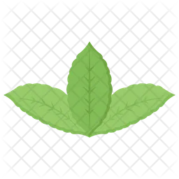 Fresh Organic Leaves  Icon