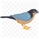 Bird Fringillidae Haemorhous Mexicanus Icon