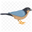 Bird Fringillidae Haemorhous Mexicanus Icon