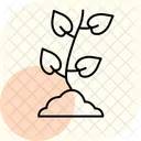 Frische Setzlinge Frisch Setzlinge Symbol