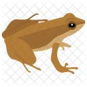 개구리 동물 카멜레온 아이콘