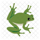 Frog Toad Amphibian Icon