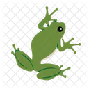 Frog Toad Amphibian Icon