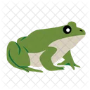 Frog Toad Amphibian Icon