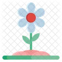 Blume Fruhlingsblume Natur Icon