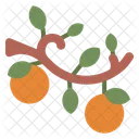 Fruit Orange Plant Icon