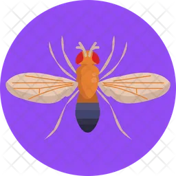 Fruit Fly  Icon