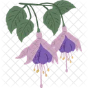 Fuchsia Herbal Herb Symbol