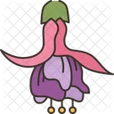 Fuchsia Bloom Plant Icon