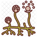 Fungi Spores Mycology Spore Germination Icon