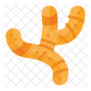 Galanga Curcuma Jengibre Icono