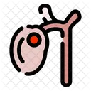 Gall bladder  Icon
