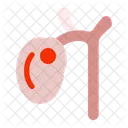 Gall bladder  Icon