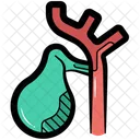 Gallbladder Organ Human Icon
